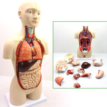 TORSO03 (12014) Medical Anatomy 45cm High Bisexual Human Torso Anatomical Educational Models